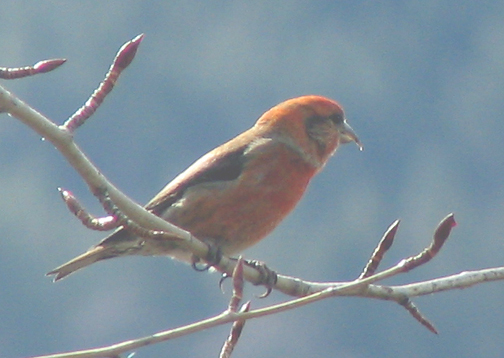 Red crossbill (male)